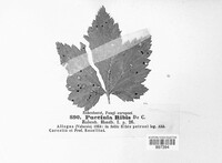 Puccinia ribis image